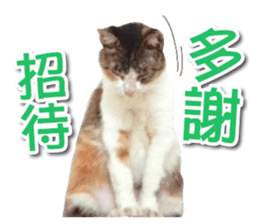 PET IN HOUSE sticker #13708768