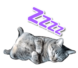PET IN HOUSE sticker #13708769