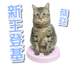 PET IN HOUSE sticker #13708770