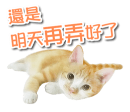 PET IN HOUSE sticker #13708772