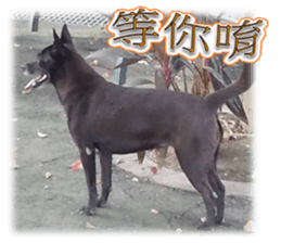 A Black Album-2 sticker #13709777