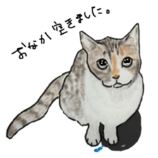 CAT REAL sticker #13710138