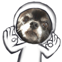 ROKU is a smart dog.