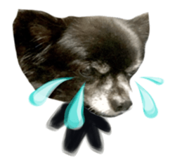 ROKU is a smart dog. sticker #13713951