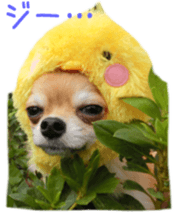 Sticker of Cereza sticker #13716409