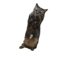 Cat of the chopo name sticker #13716959