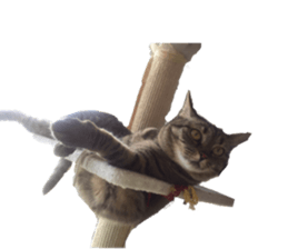 Cat of the chopo name sticker #13716960