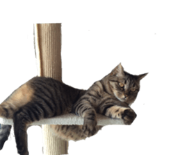 Cat of the chopo name sticker #13716961