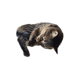 Cat of the chopo name sticker #13716962