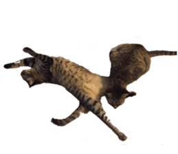 Cat of the chopo name sticker #13716963