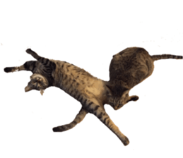 Cat of the chopo name sticker #13716964