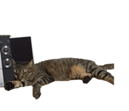Cat of the chopo name sticker #13716965