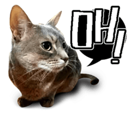 Abyssinian Sticker sticker #13719158