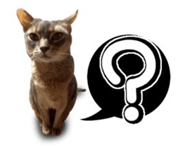 Abyssinian Sticker sticker #13719161