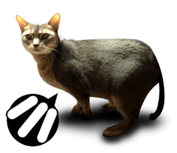 Abyssinian Sticker sticker #13719162