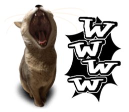 Abyssinian Sticker sticker #13719163