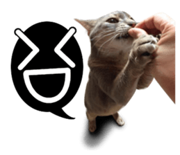 Abyssinian Sticker sticker #13719165