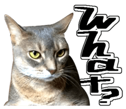 Abyssinian Sticker sticker #13719168