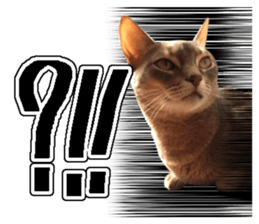 Abyssinian Sticker sticker #13719169