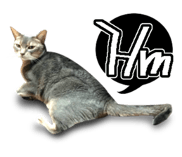 Abyssinian Sticker sticker #13719170