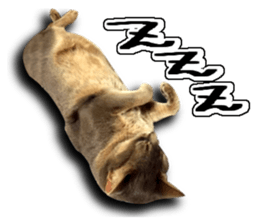 Abyssinian Sticker sticker #13719171