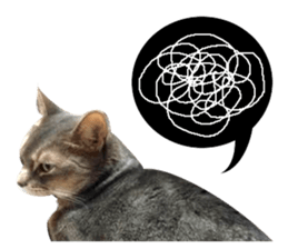 Abyssinian Sticker sticker #13719174