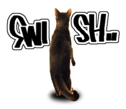 Abyssinian Sticker sticker #13719176