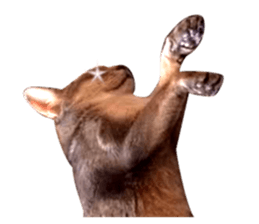 Abyssinian Sticker sticker #13719177