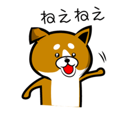 Sagging ear Shibatchi [Shiba Inu] sticker #13720198