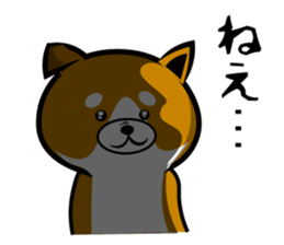 Sagging ear Shibatchi [Shiba Inu] sticker #13720201
