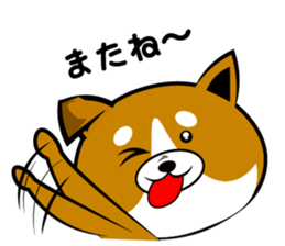 Sagging ear Shibatchi [Shiba Inu] sticker #13720217