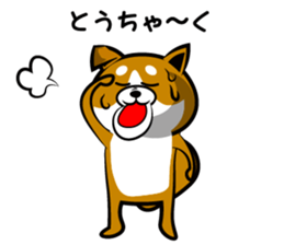 Sagging ear Shibatchi [Shiba Inu] sticker #13720237