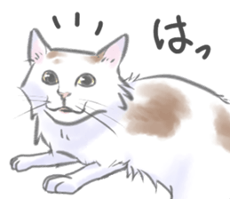 Anko&Hotate sticker #13721022