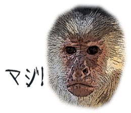 Gorilla and Monkey fellows sticker #13722682