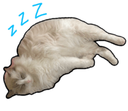 Lifes of cats sticker #13723006