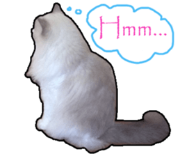 Lifes of cats sticker #13723007