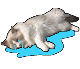 Lifes of cats sticker #13723009