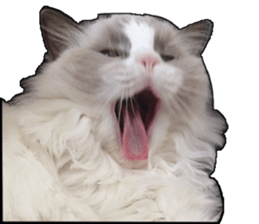 Lifes of cats sticker #13723010