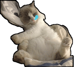 Lifes of cats sticker #13723011