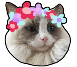 Lifes of cats sticker #13723012