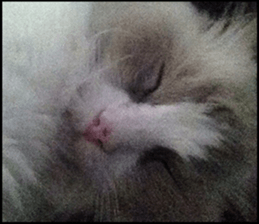 Lifes of cats sticker #13723014