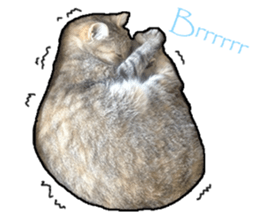 Lifes of cats sticker #13723015