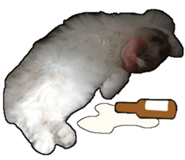 Lifes of cats sticker #13723016