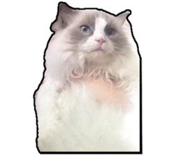 Lifes of cats sticker #13723018