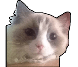 Lifes of cats sticker #13723019