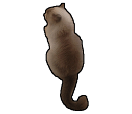 Lifes of cats sticker #13723020