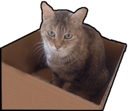 Lifes of cats sticker #13723021