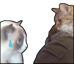 Lifes of cats sticker #13723022