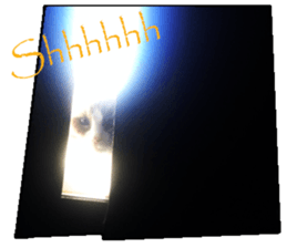 Lifes of cats sticker #13723023