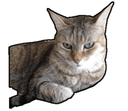 Lifes of cats sticker #13723024